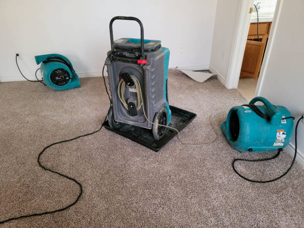 Best Mold removal after water damage  in , MN